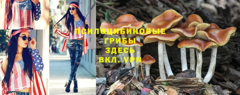 Псилоцибиновые грибы Magic Shrooms  Ардатов 